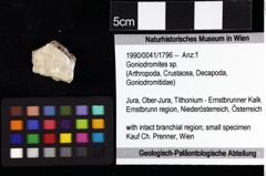 Foto (Objket + Etiketten) von Decapoda indet. 